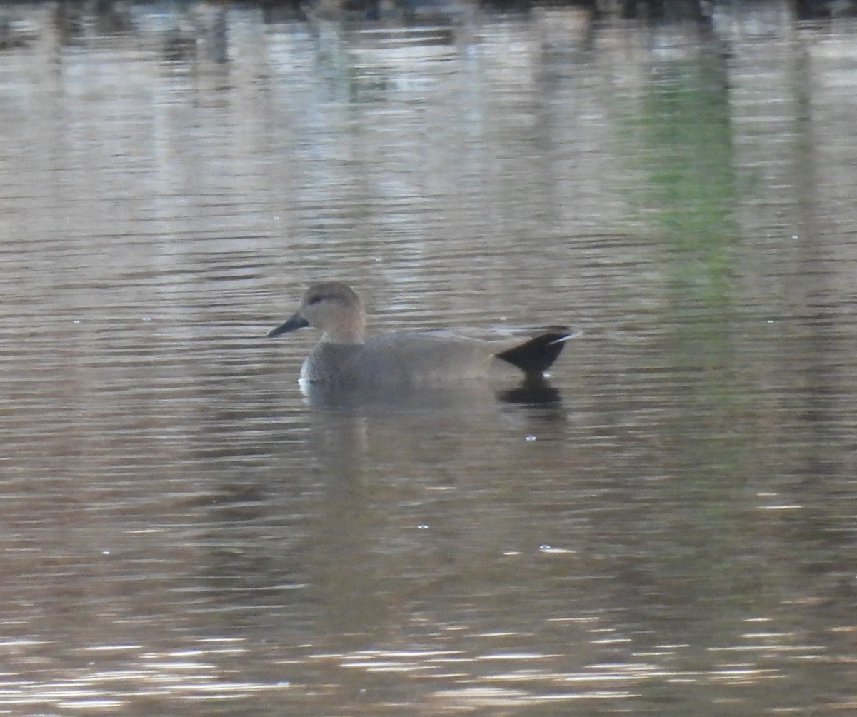 オカヨシガモ - ML644700131