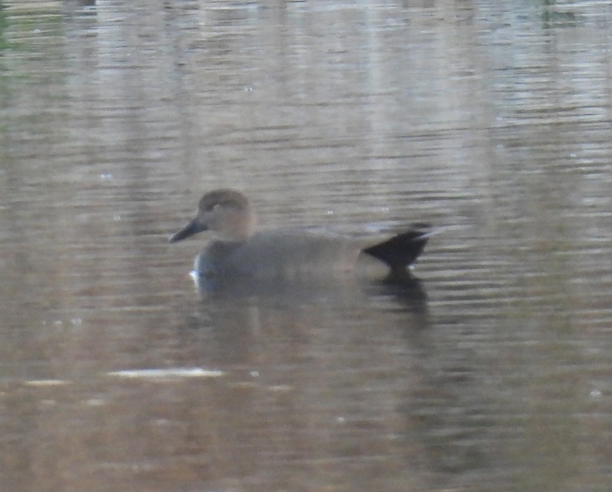 オカヨシガモ - ML644700132