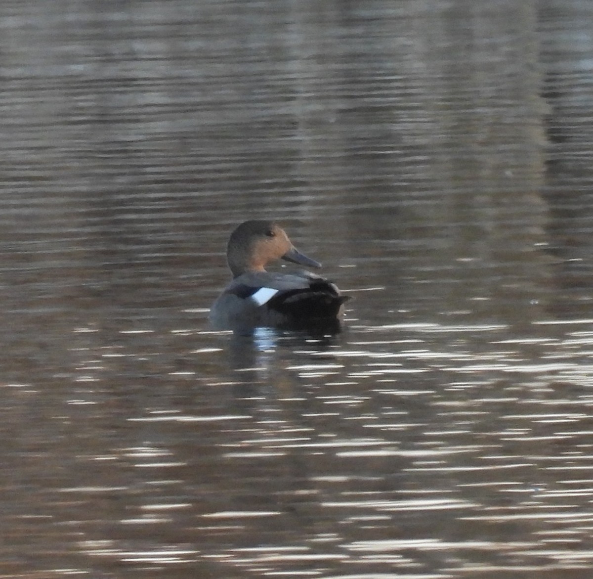 オカヨシガモ - ML644700134