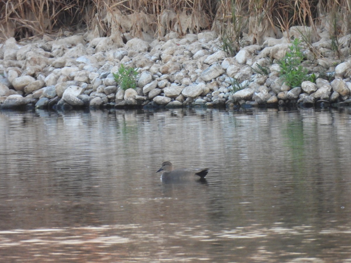 オカヨシガモ - ML644700135