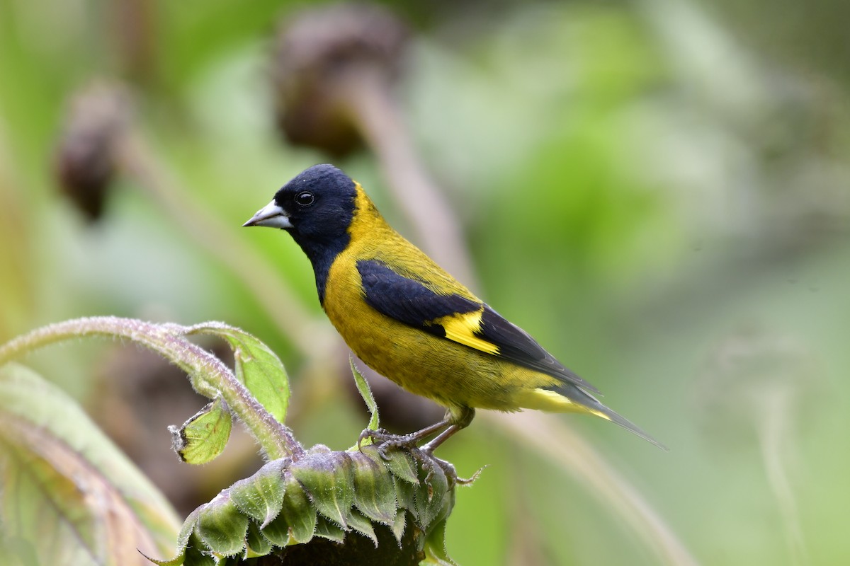 Black-headed Siskin - ML644700143