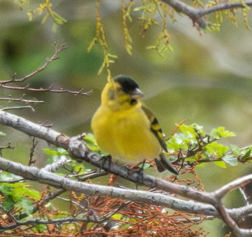 čížek vousatý - ML644700161