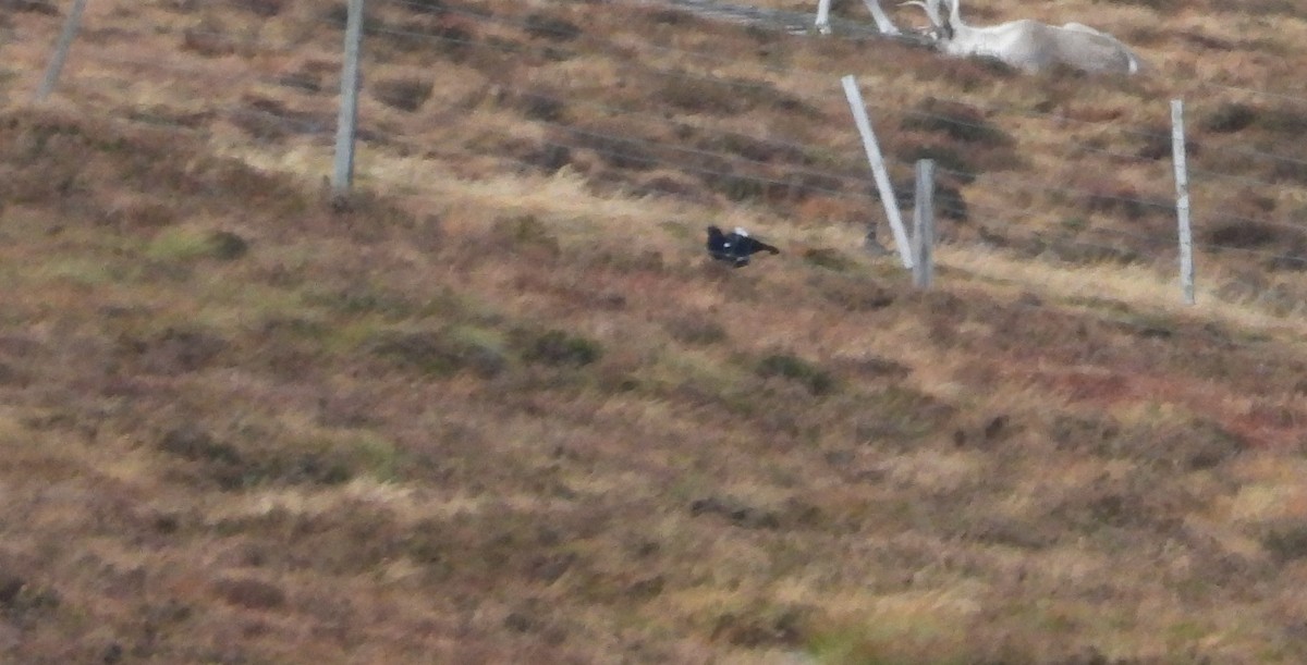 Black Grouse - ML644700163