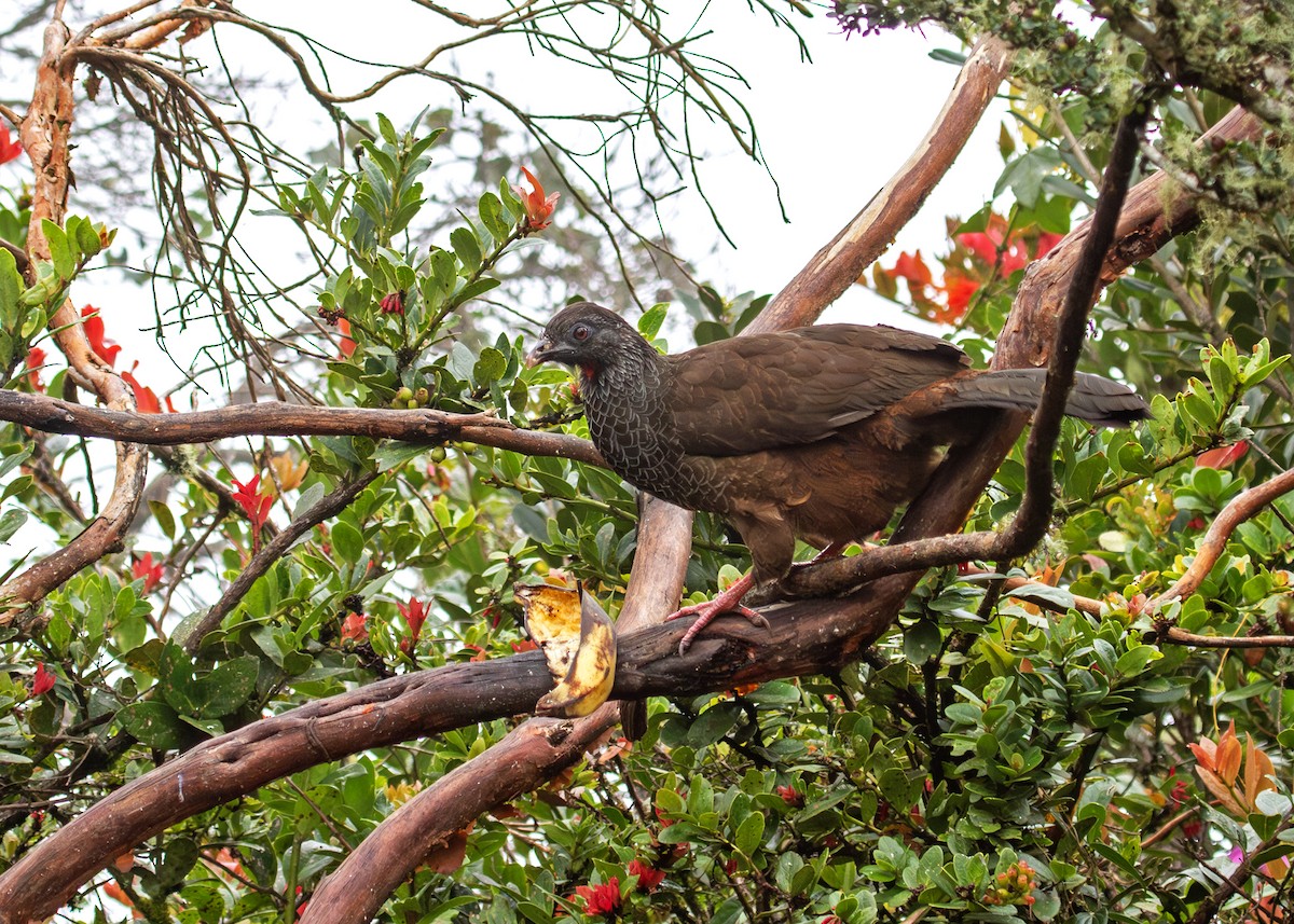 Andean Guan - ML644700173