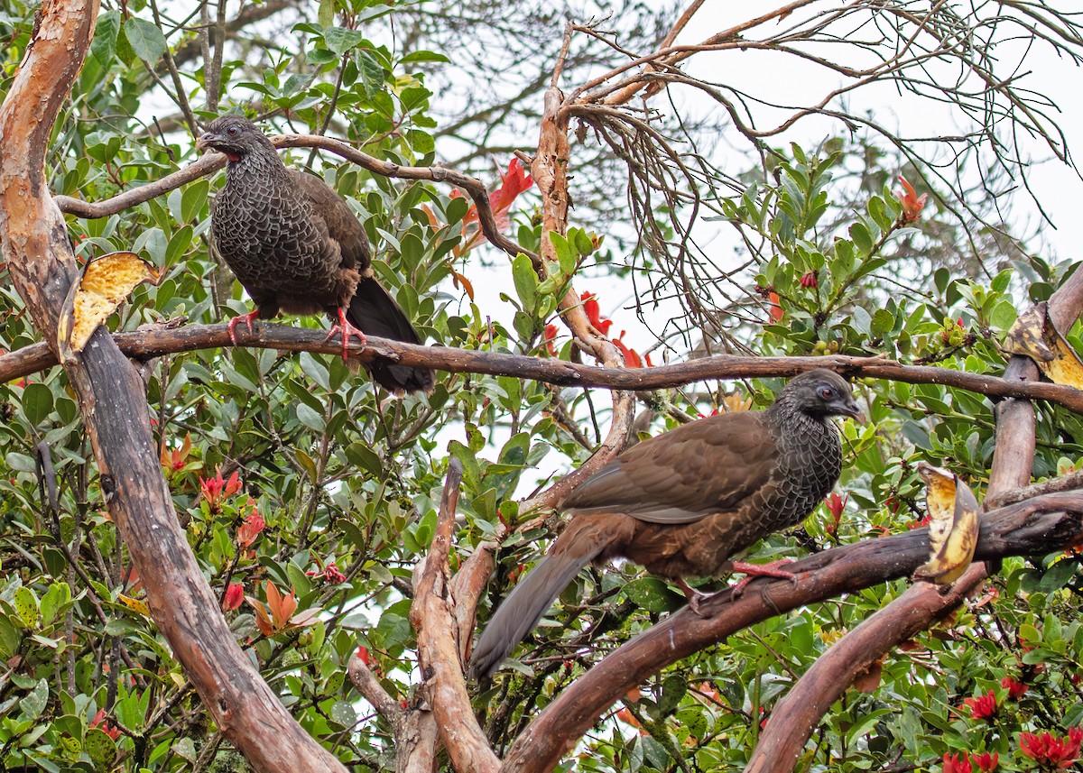 Andean Guan - ML644700174