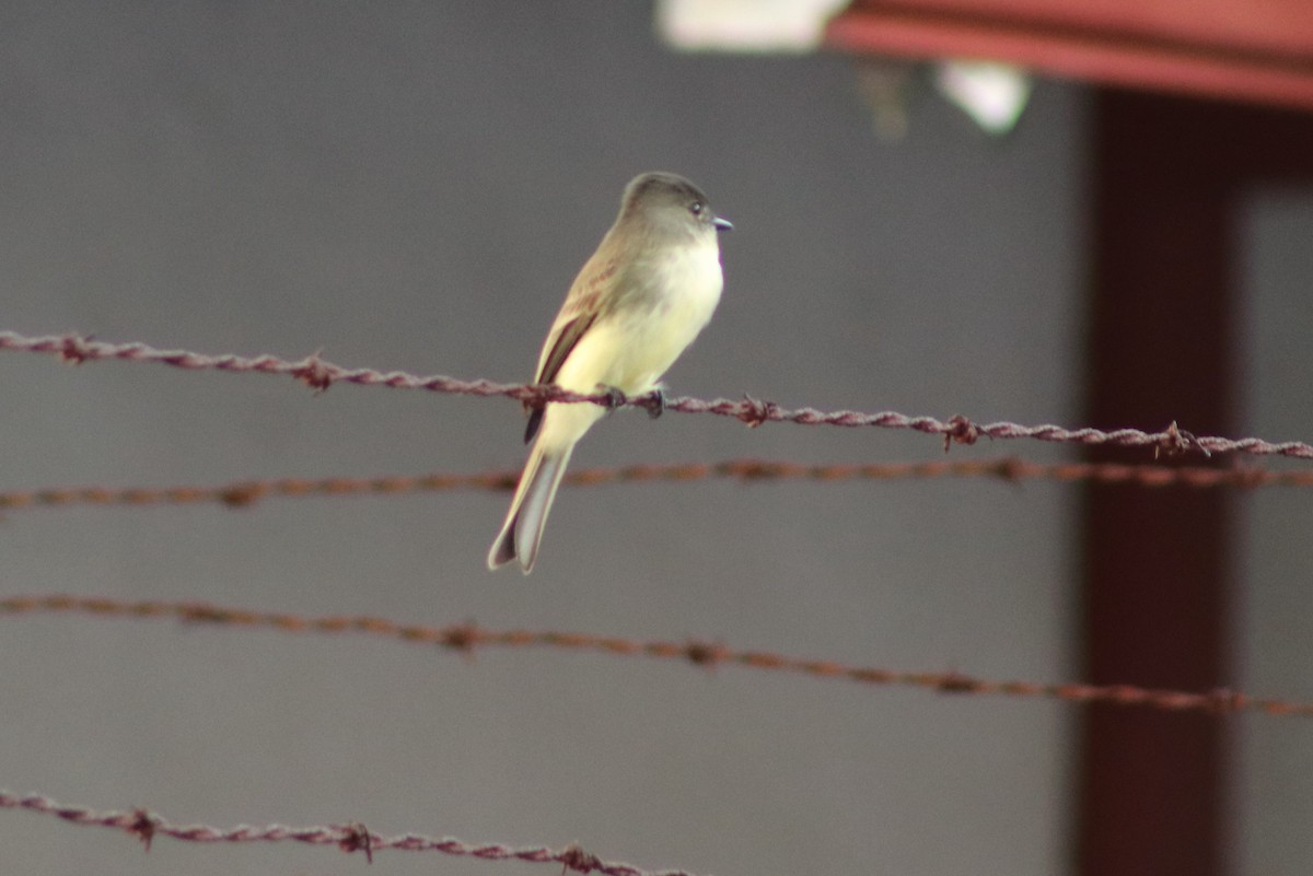 Eastern Phoebe - ML644700175