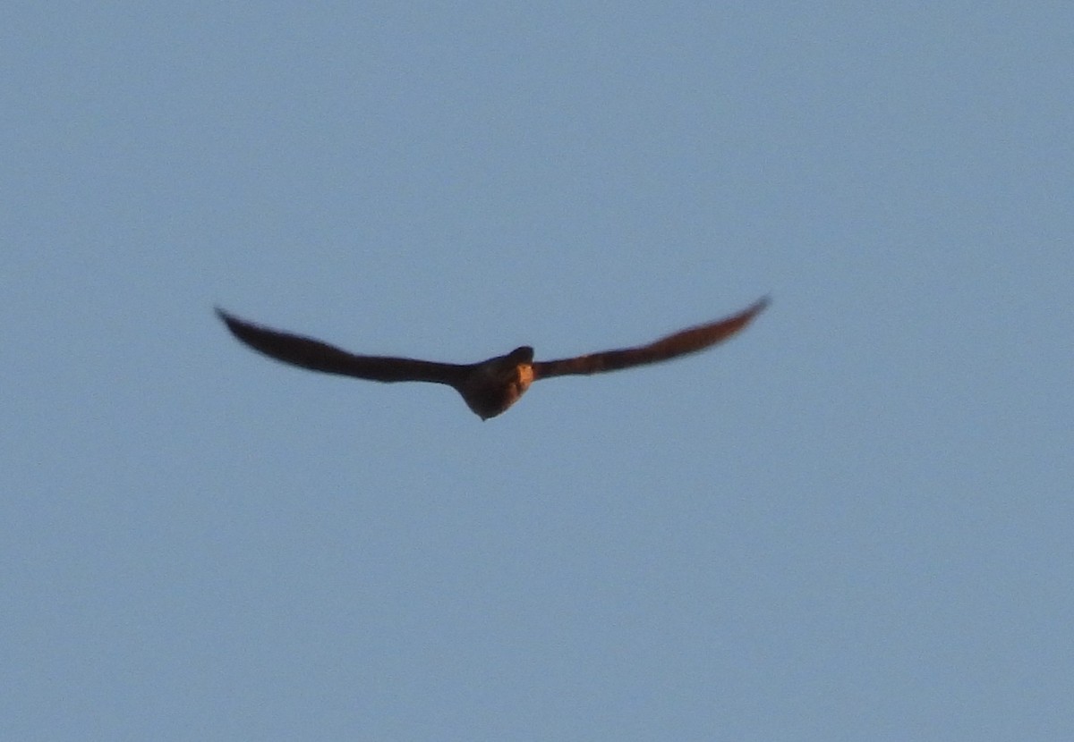 Эгэл шонхор - ML644700178