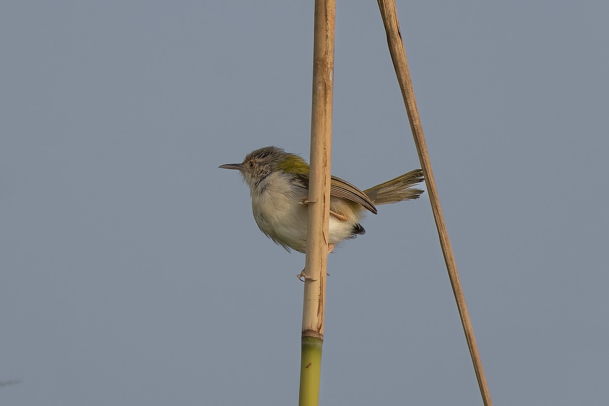 Terzikuşu - ML644700180