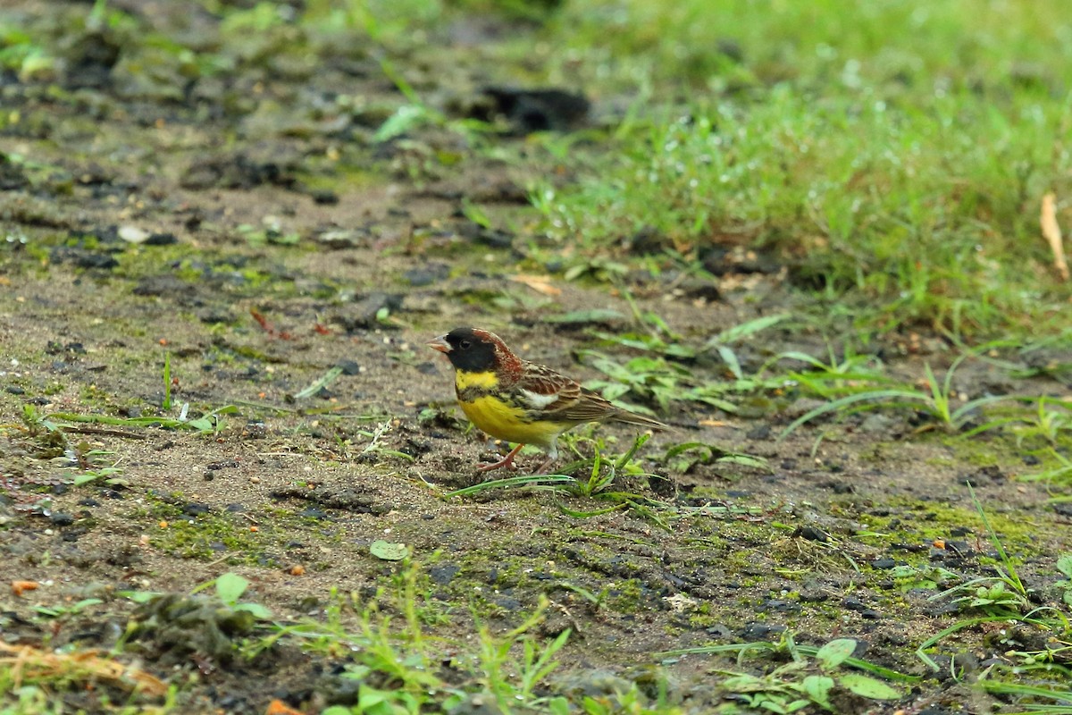 Вівсянка лучна - ML644700192
