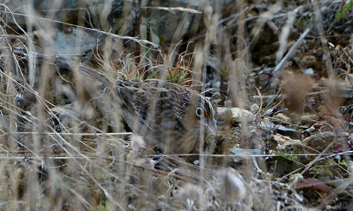 Grasshopper Sparrow - ML644700195