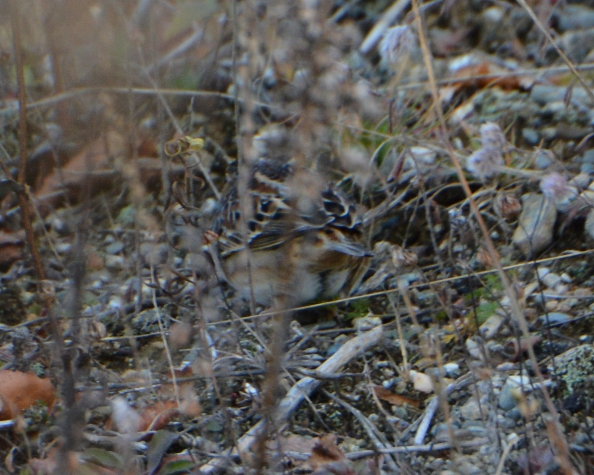 Grasshopper Sparrow - ML644700196