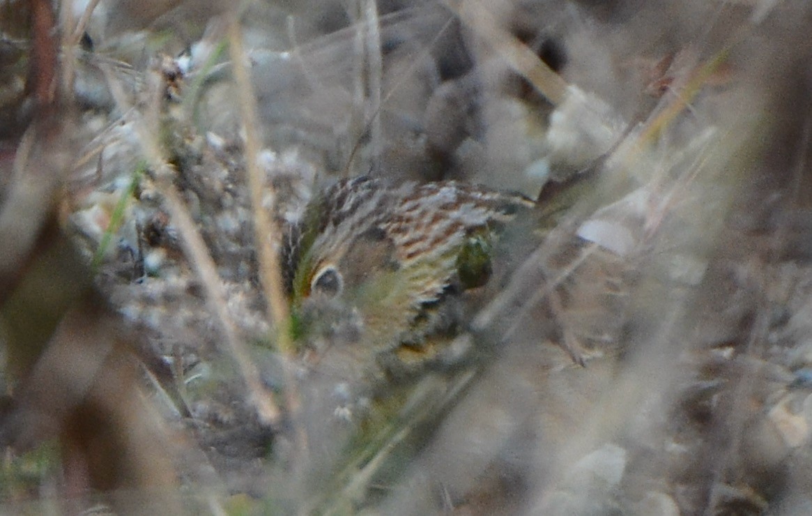Grasshopper Sparrow - ML644700197