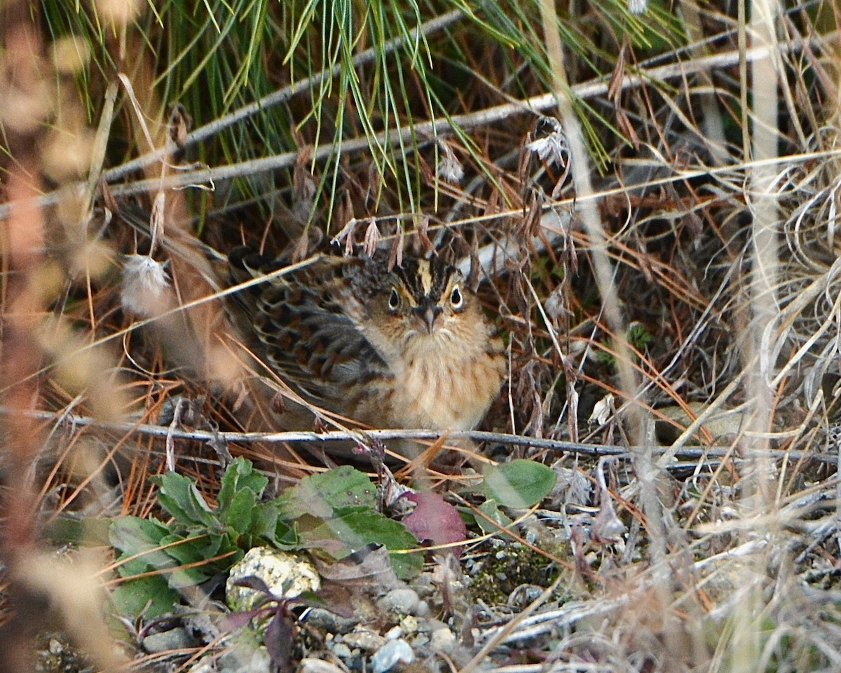 Grasshopper Sparrow - ML644700198