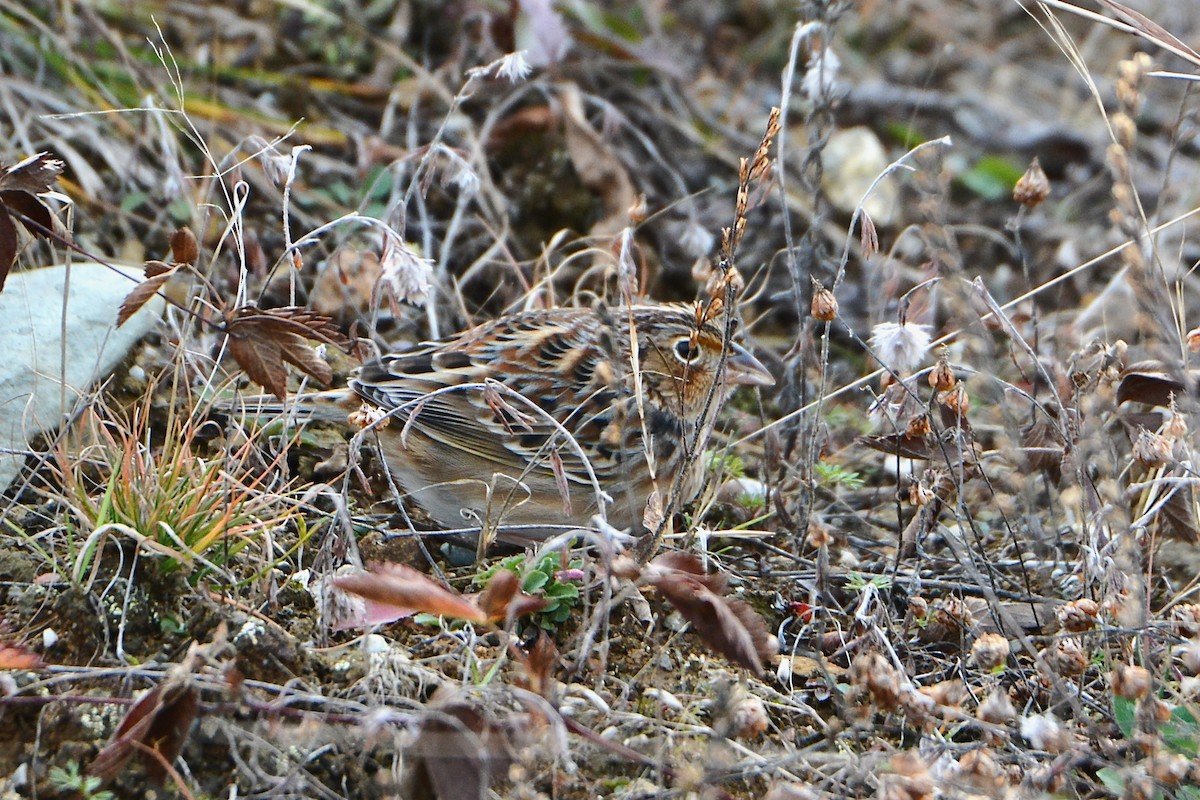 Grasshopper Sparrow - ML644700199