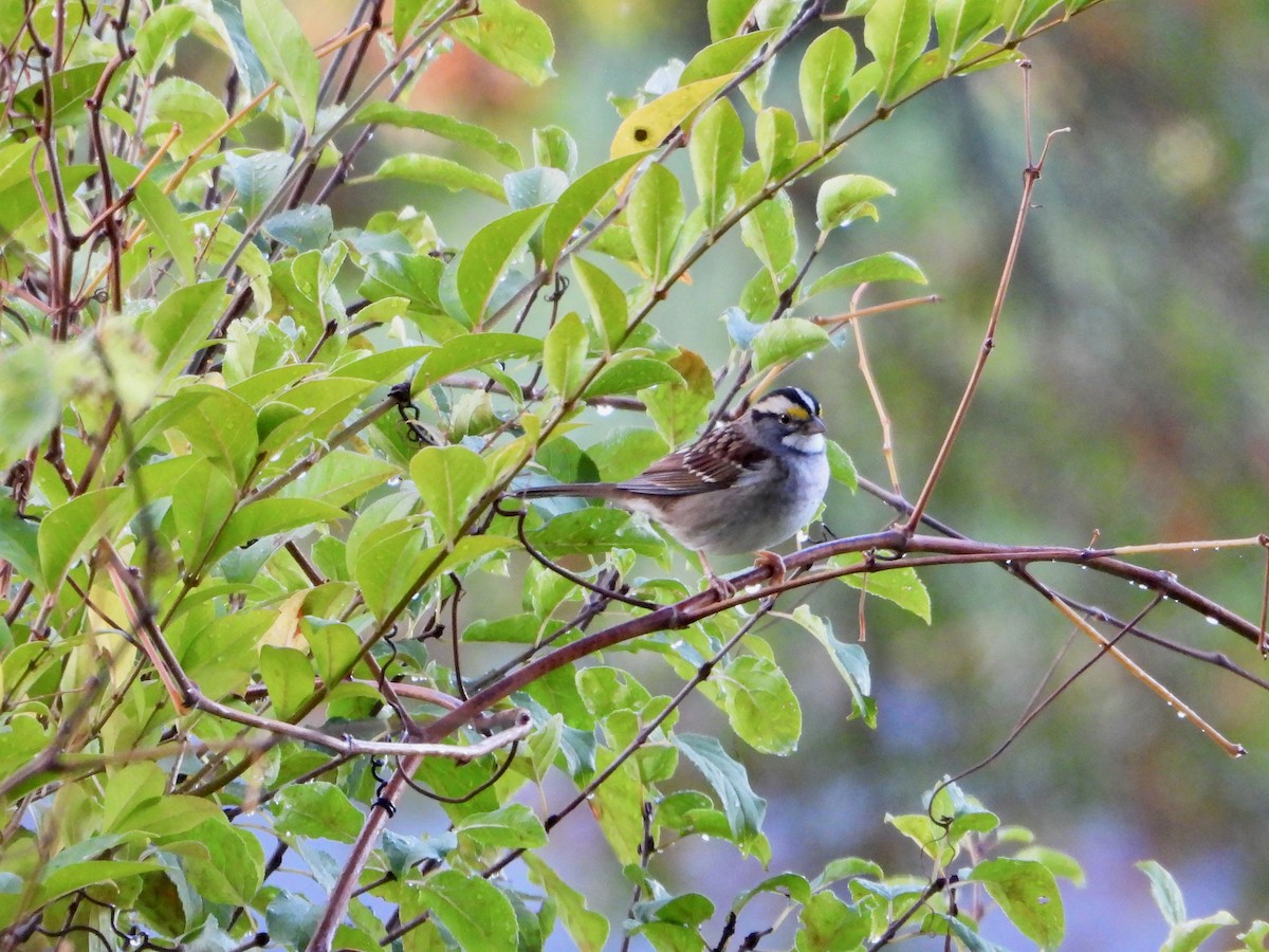 White-throated Sparrow - ML644700224