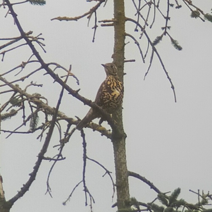 槲鶇 - ML644700227