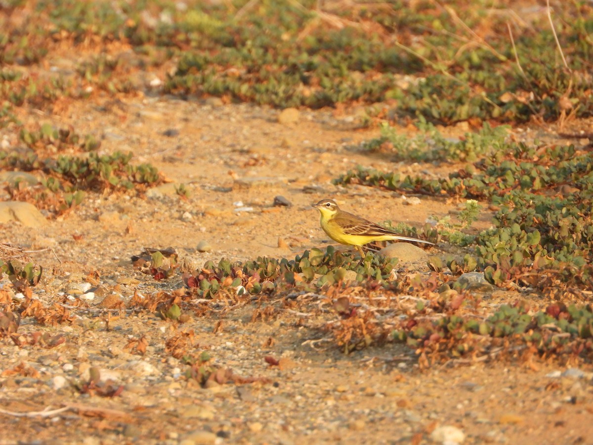 Western Yellow Wagtail - ML644700231
