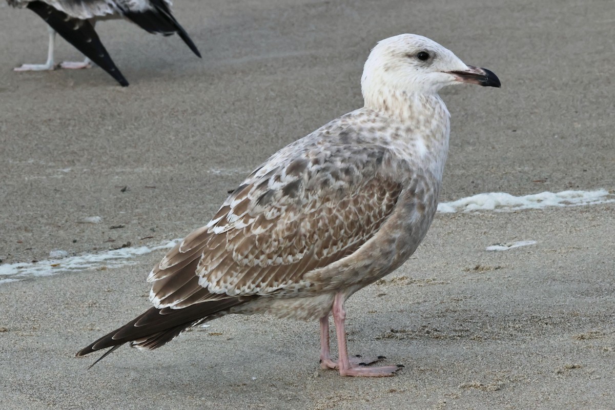 Мартиновий sp. - ML644700240