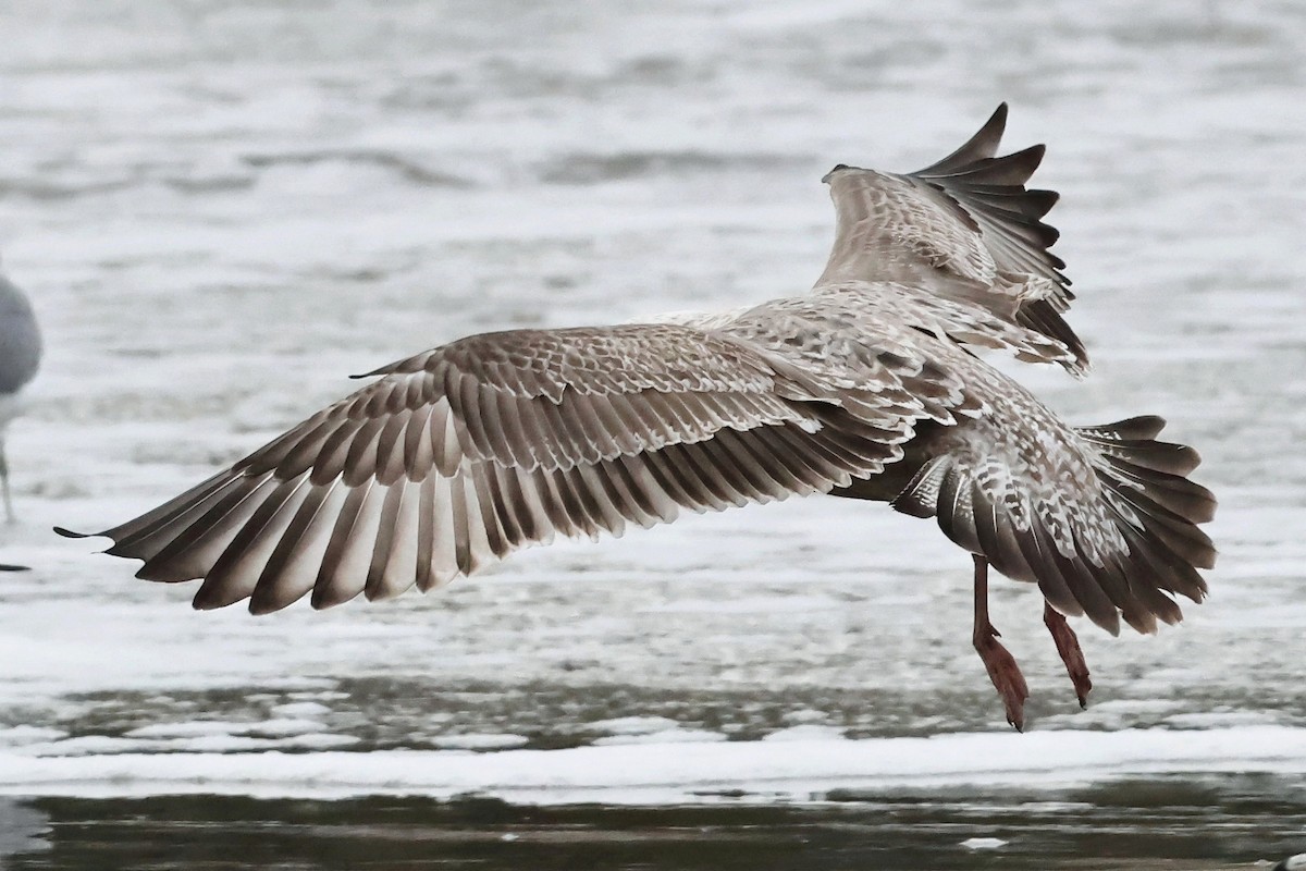 Мартиновий sp. - ML644700243