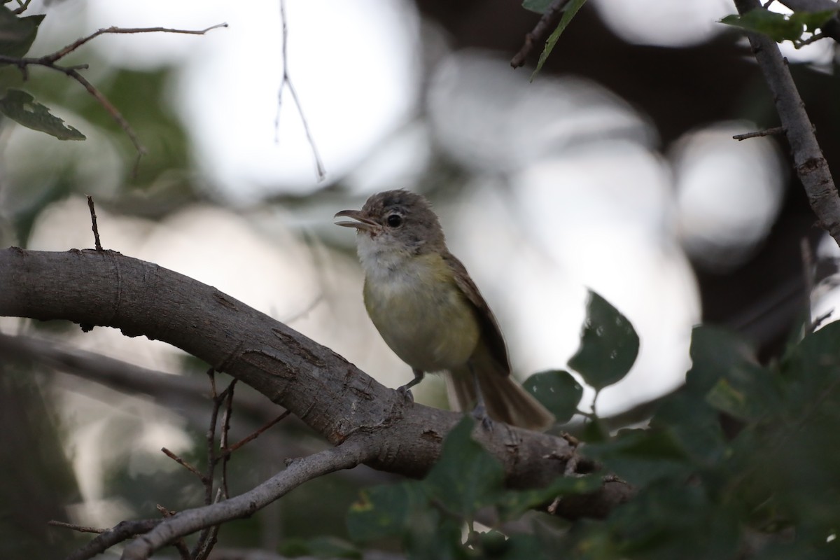 krattvireo - ML644700246
