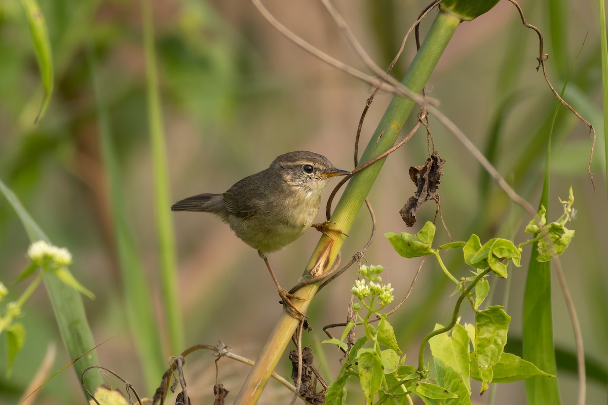עלווית כהה - ML644700247