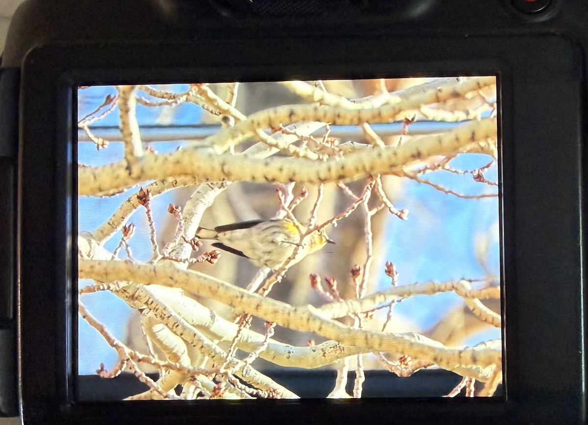 Yellow-rumped Warbler (Audubon's) - ML644700254