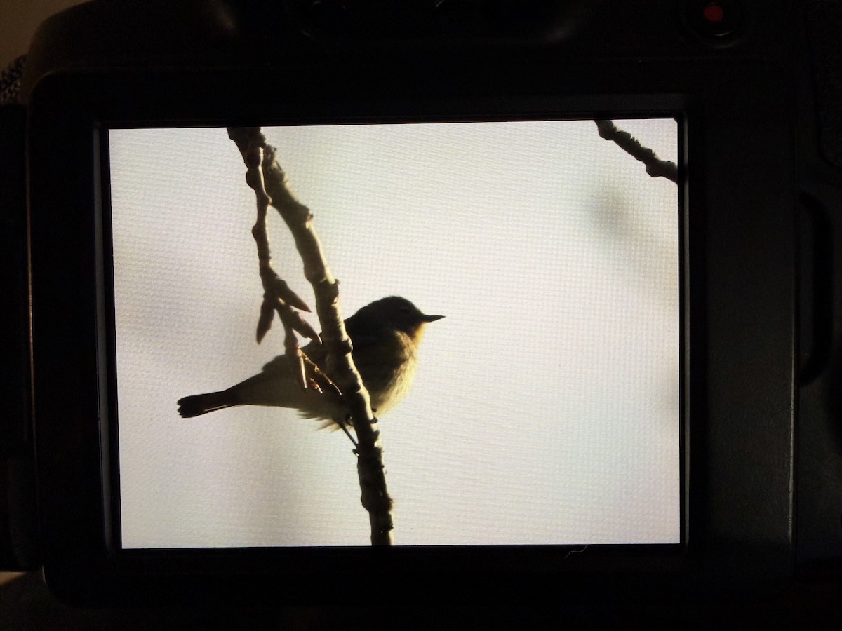 Yellow-rumped Warbler (Audubon's) - ML644700256