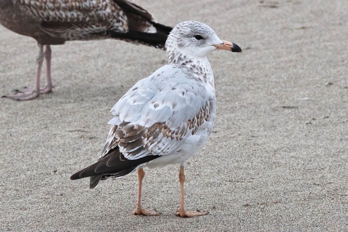 Ring-billed Gull - ML644700258