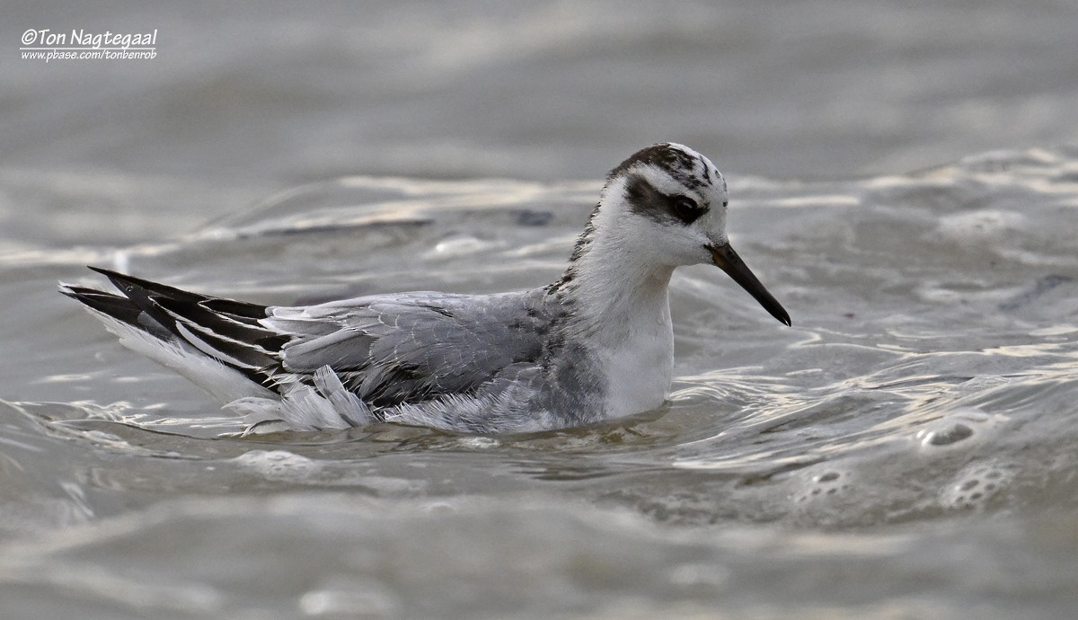 Red Phalarope - ML644700265