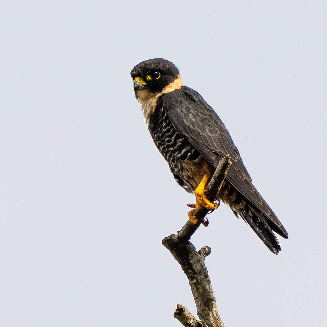 コウモリハヤブサ - ML644700266