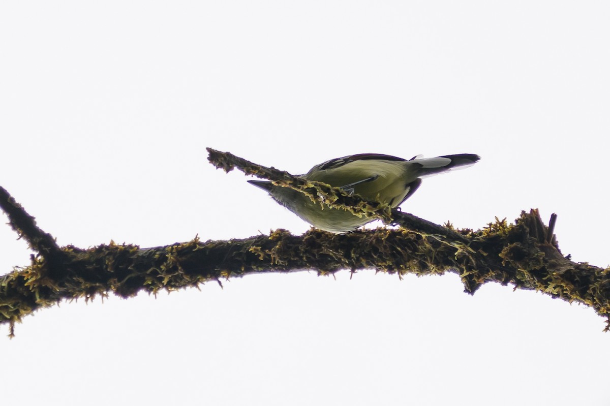 Rusty-winged Antwren - ML644700267