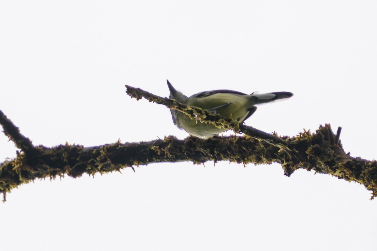 Rusty-winged Antwren - ML644700268