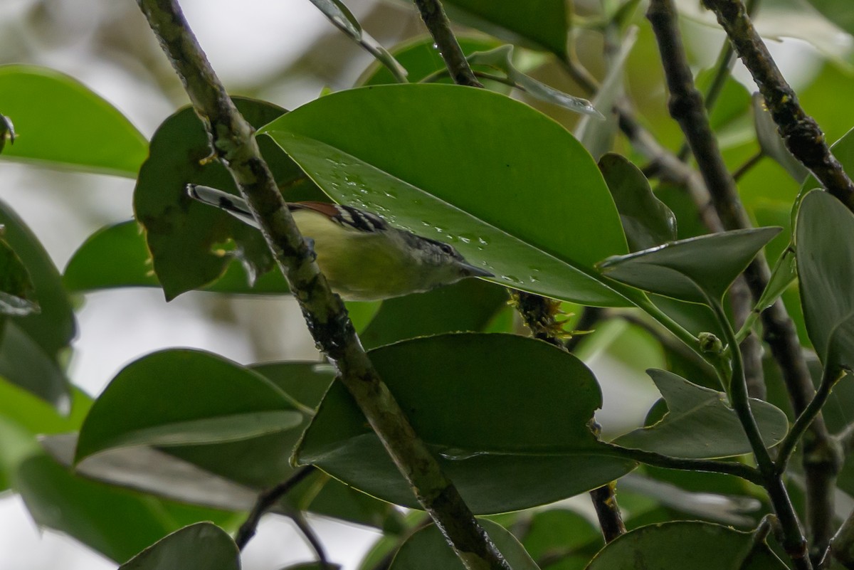 Rusty-winged Antwren - ML644700269