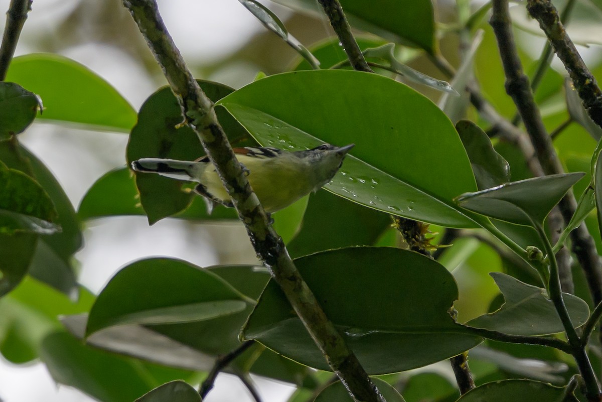 Rusty-winged Antwren - ML644700270