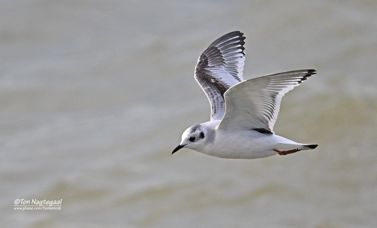 Little Gull - ML644700271