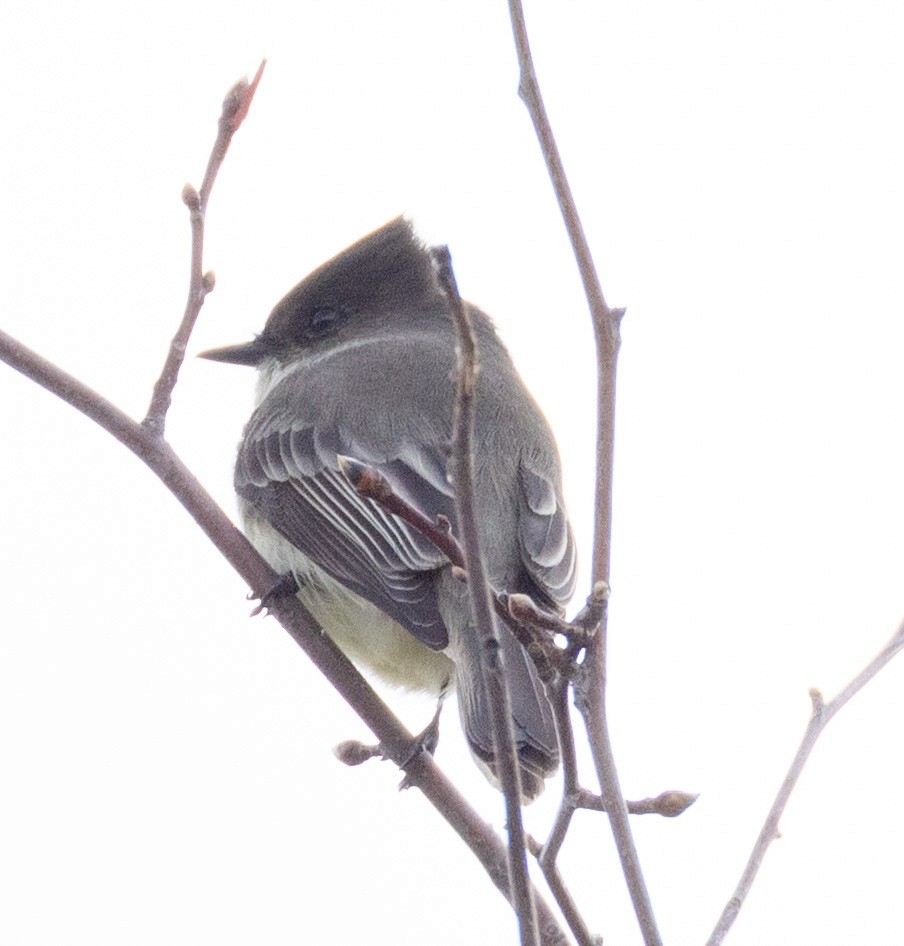 Eastern Phoebe - ML644700272