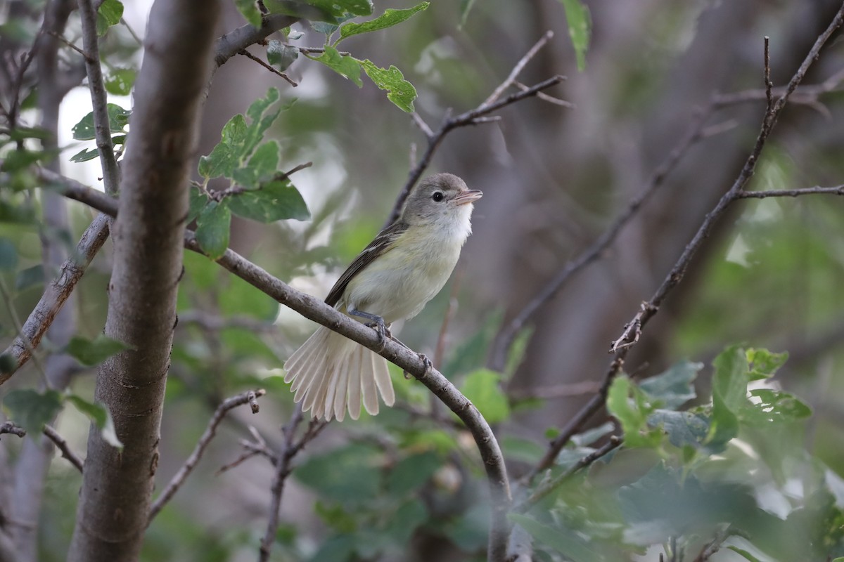 krattvireo - ML644700274