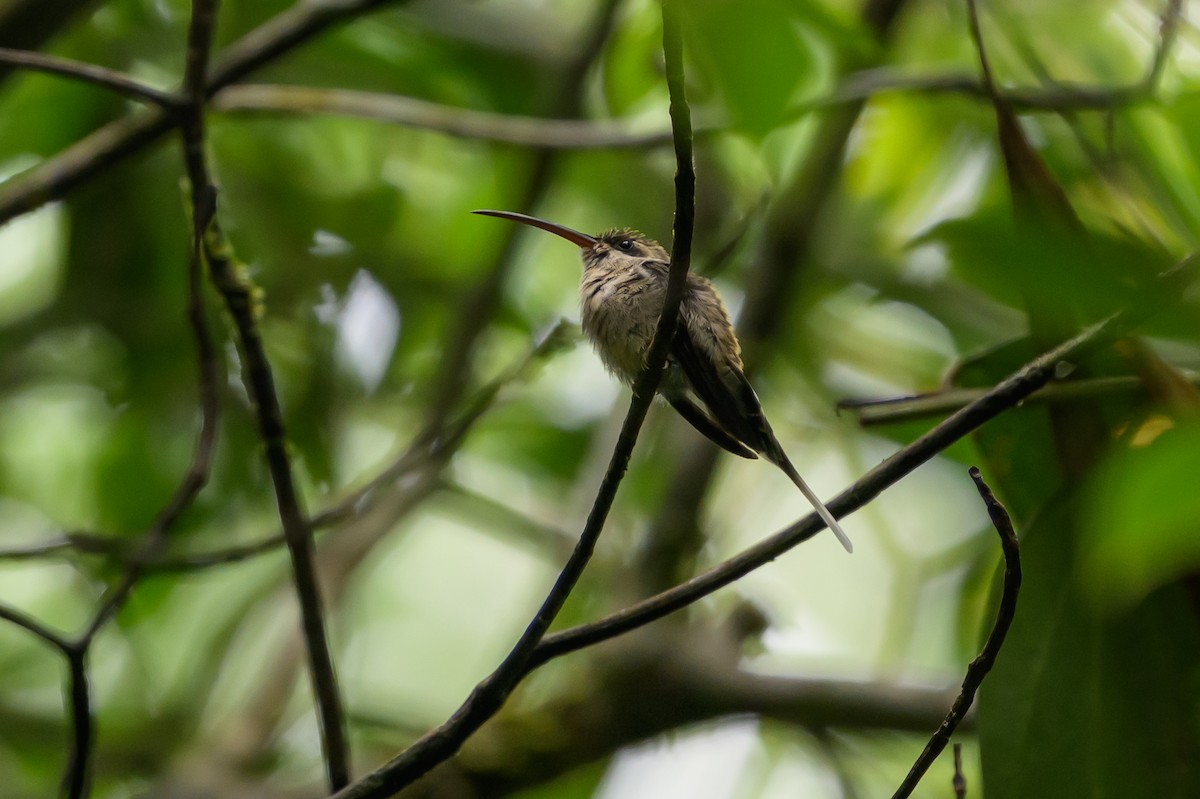Great-billed Hermit - ML644700276
