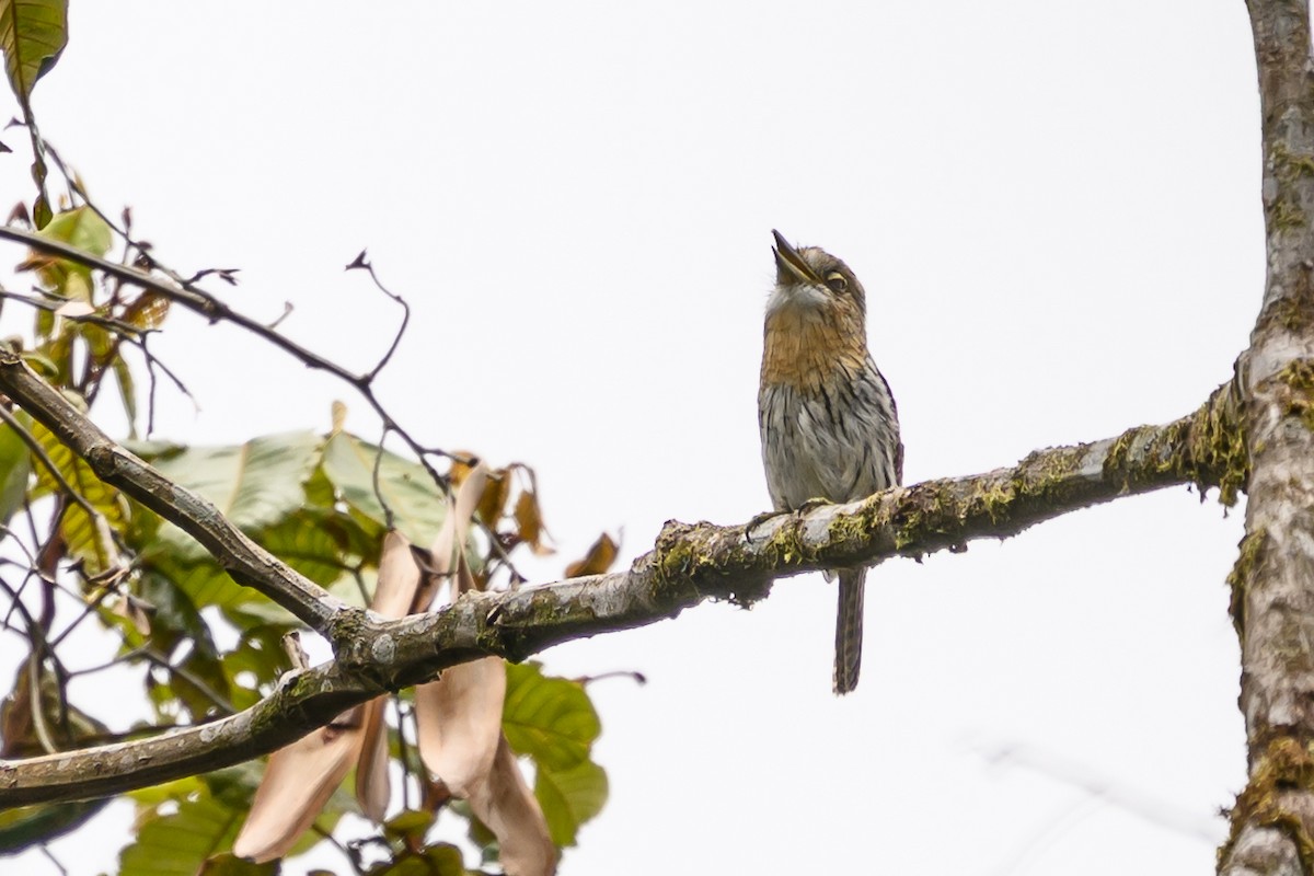 Western Striolated-Puffbird - ML644700282