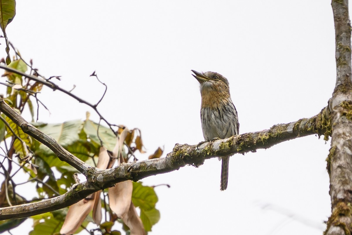 Western Striolated-Puffbird - ML644700283