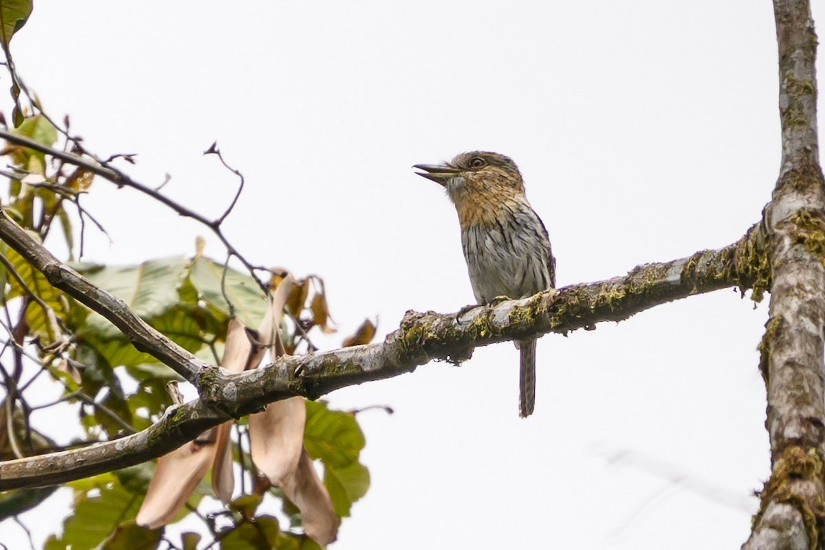 Western Striolated-Puffbird - ML644700284