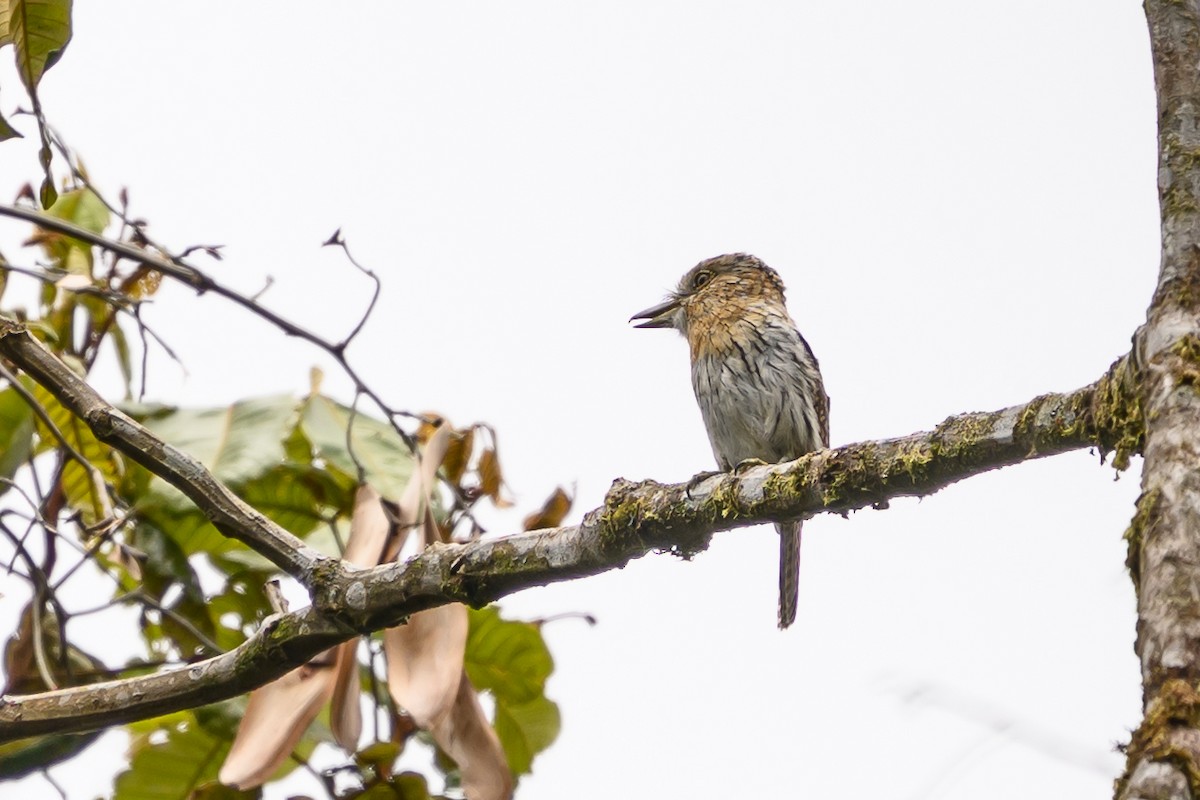 Western Striolated-Puffbird - ML644700285