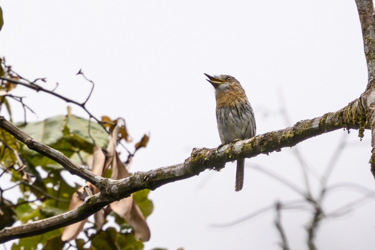 Western Striolated-Puffbird - ML644700286