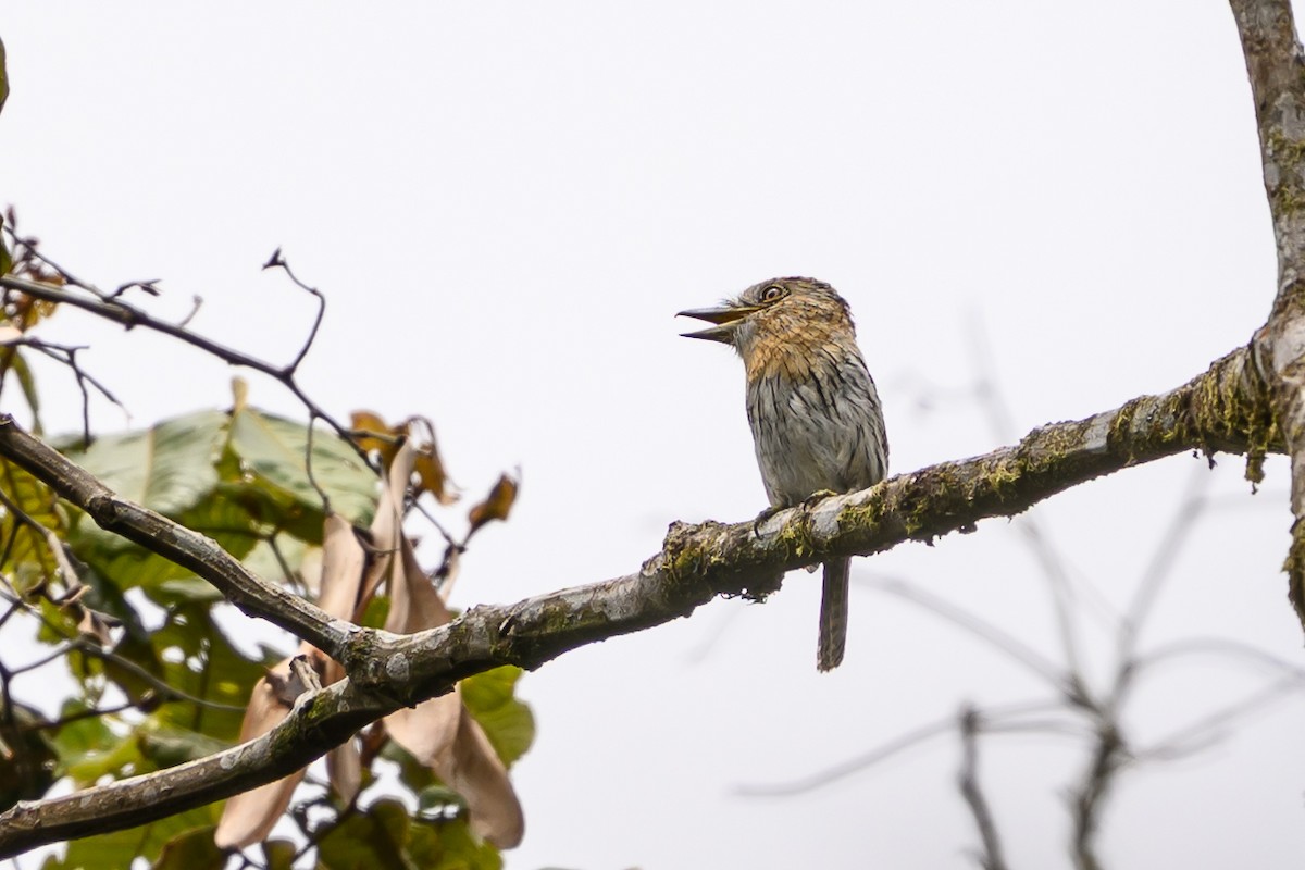 Western Striolated-Puffbird - ML644700287