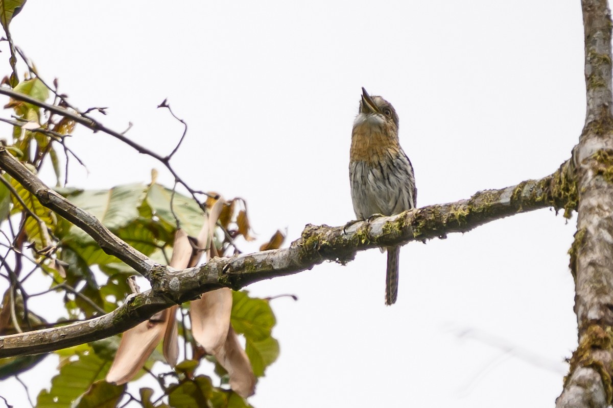 Western Striolated-Puffbird - ML644700288