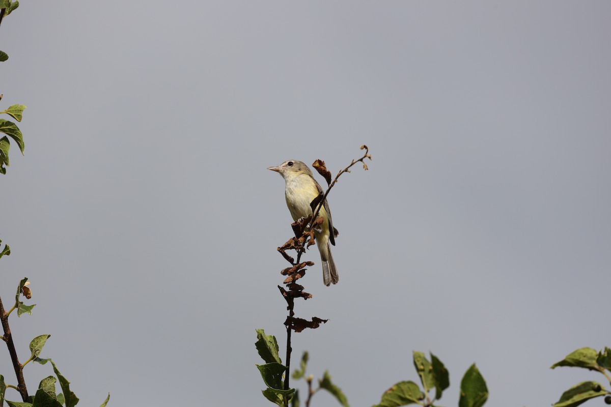 krattvireo - ML644700291