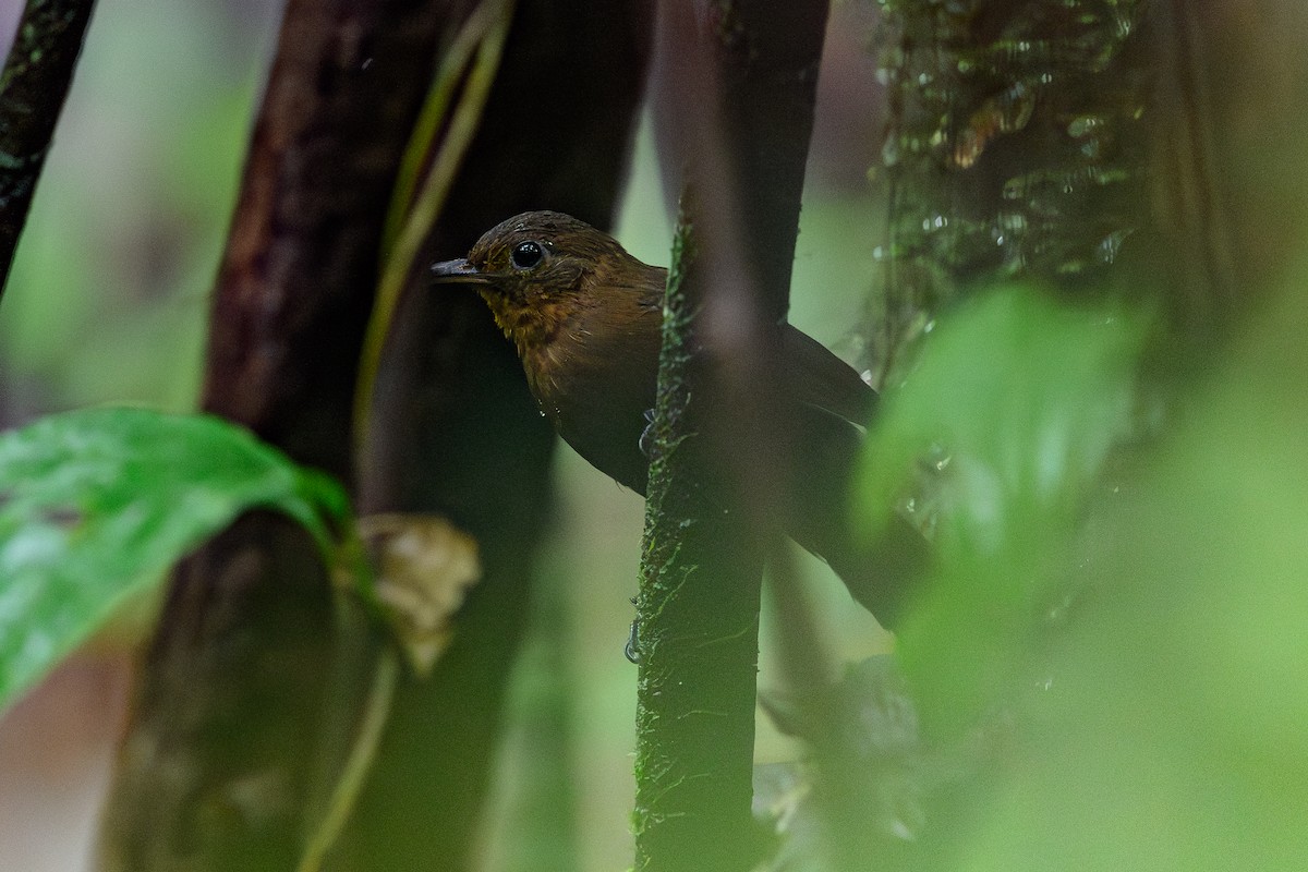 Short-billed Leaftosser - ML644700292