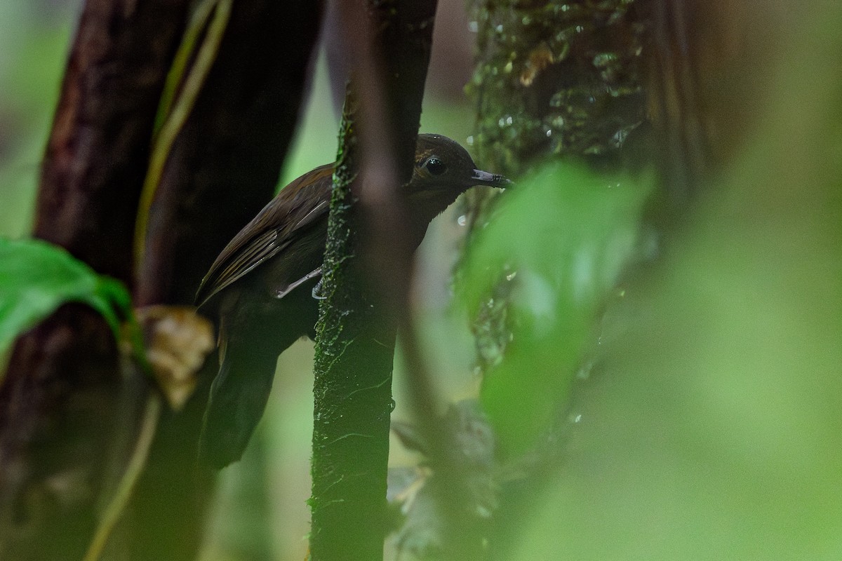 Short-billed Leaftosser - ML644700293