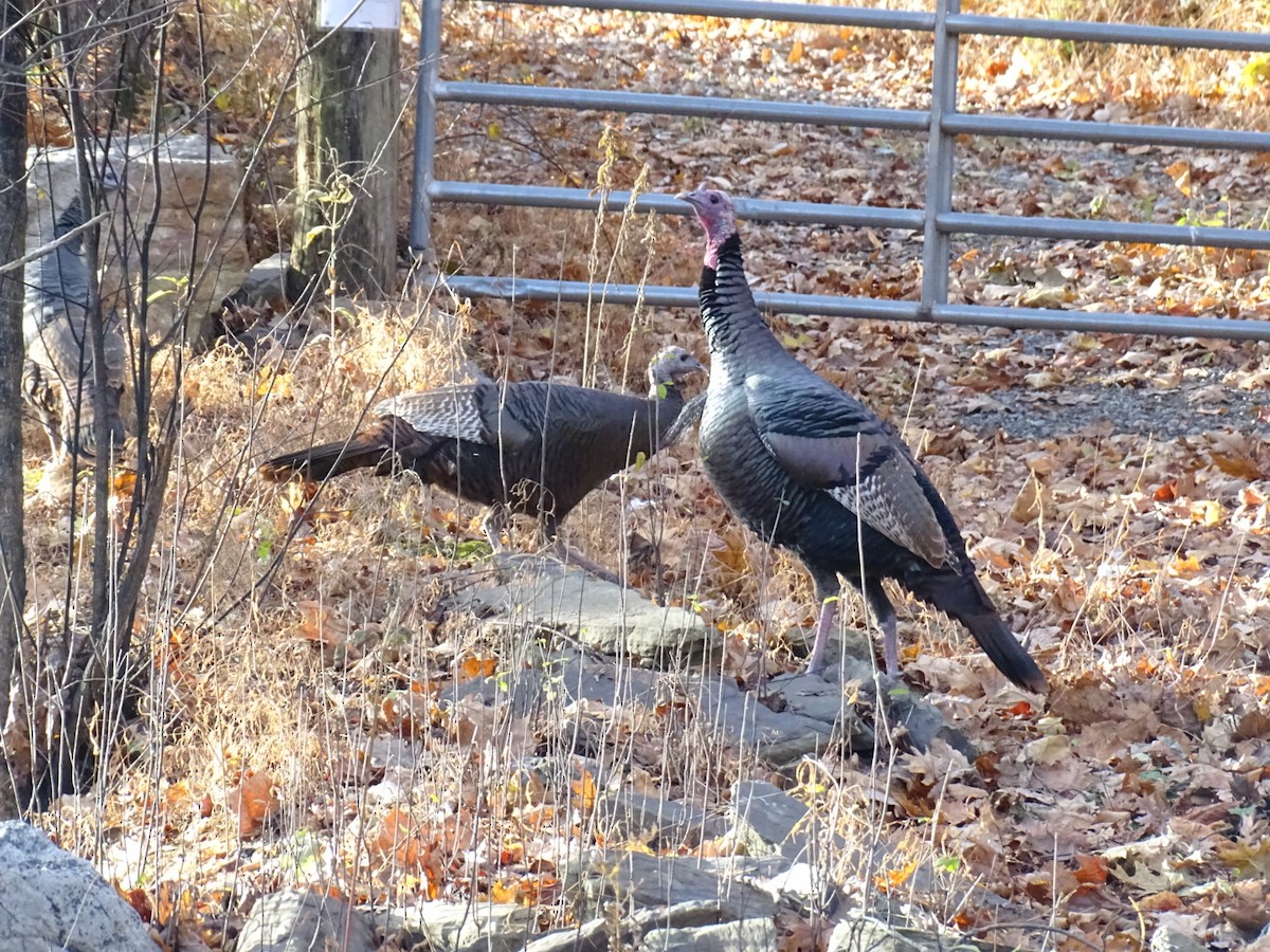 Wild Turkey - ML644700294