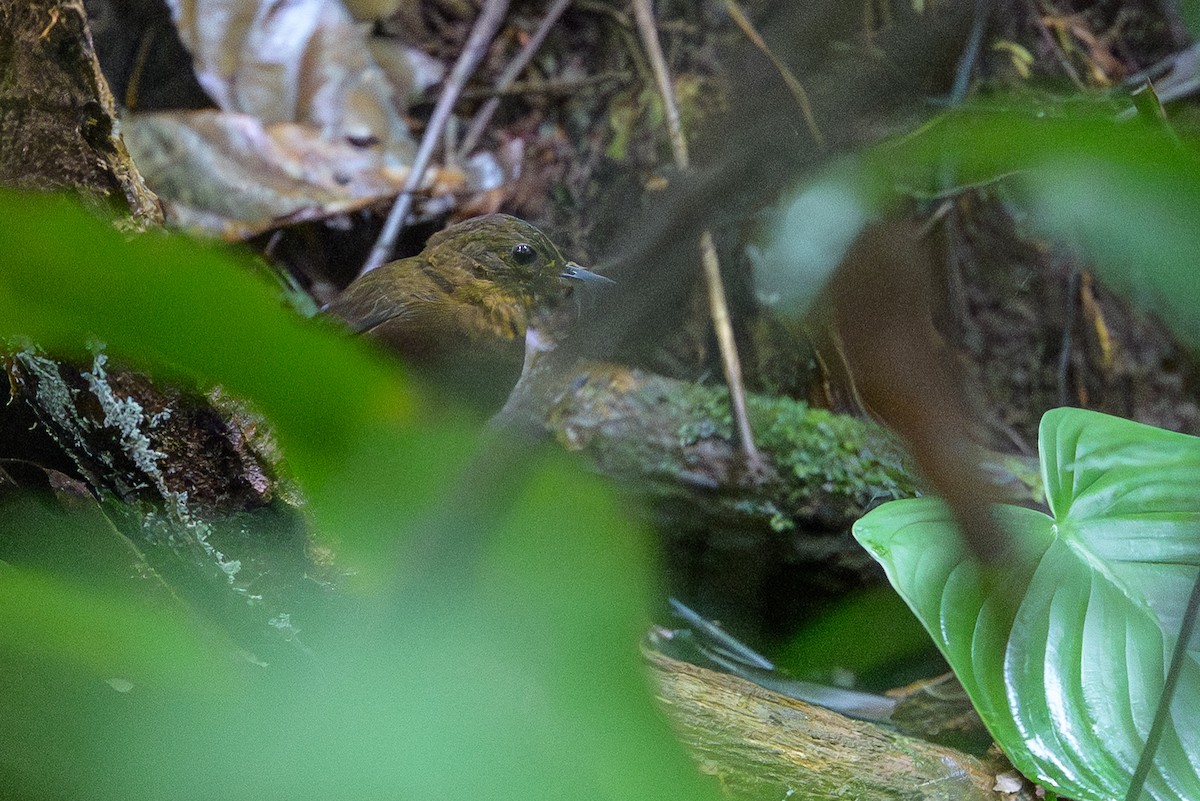 Short-billed Leaftosser - ML644700298